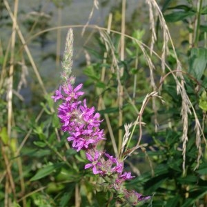 Photographie n°254559 du taxon Lythrum salicaria L.