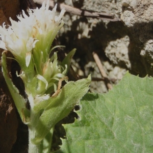 Photographie n°254674 du taxon Petasites albus (L.) Gaertn. [1791]