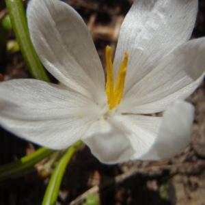 Crocus vilmae Fiala (Crocus à fleurs blanches)