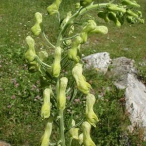 Photographie n°254686 du taxon Aconitum lycoctonum L. [1753]