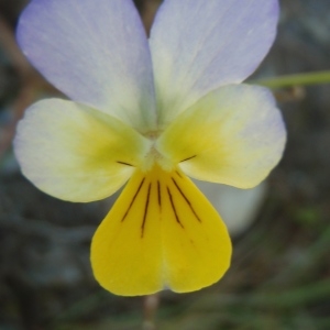 Photographie n°254687 du taxon Viola tricolor L. [1753]