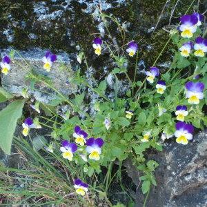 Photographie n°254688 du taxon Viola tricolor L. [1753]