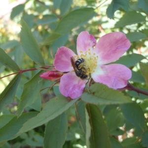 Photographie n°254690 du taxon Rosa glauca Pourr. [1788]