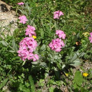 Photographie n°254694 du taxon Lychnis flos-jovis (L.) Desr. [1792]