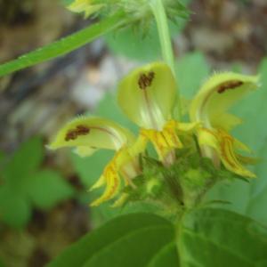 Lamium galeobdolon subsp. flavidum (F.Herm.) A.Löve & D.Löve (Lamier jaunâtre)