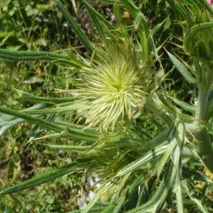 Photographie n°254696 du taxon Cirsium ferox (L.) DC. [1805]