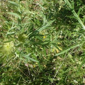 Photographie n°254697 du taxon Cirsium ferox (L.) DC. [1805]