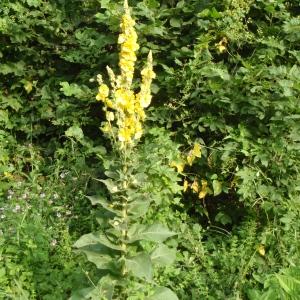 Photographie n°254705 du taxon Verbascum phlomoides L. [1753]