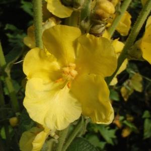 Photographie n°254706 du taxon Verbascum phlomoides L. [1753]