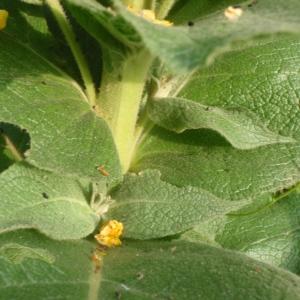 Photographie n°254707 du taxon Verbascum phlomoides L. [1753]