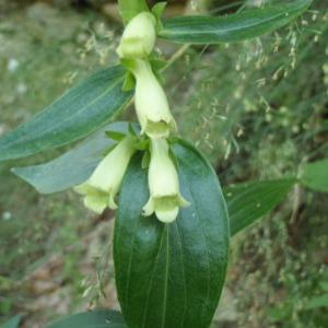 Photographie n°254710 du taxon Digitalis lutea L. [1753]