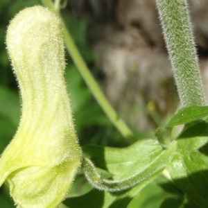 Photographie n°254711 du taxon Aconitum lycoctonum L. [1753]