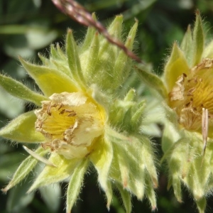 Potentilla grammopetala Moretti (Potentille à pétales étroits)