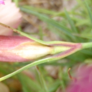 Photographie n°254723 du taxon Dianthus pavonius Tausch [1839]