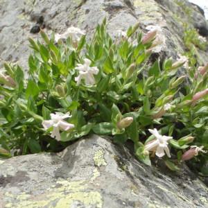 Photographie n°254742 du taxon Silene cordifolia All. [1785]