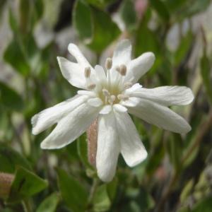 Silene cordifolia All. (Silène à feuilles en coeur)