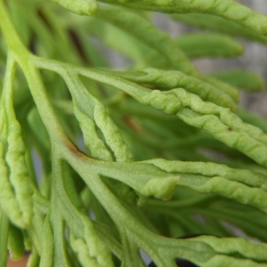 Onoclea crispa (L.) Hoffm. (Allosore crépu)