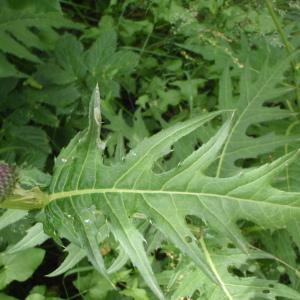 Photographie n°254753 du taxon Cirsium alsophilum (Pollini) Greuter [2003]