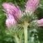  Genevieve Botti - Cirsium alsophilum (Pollini) Greuter [2003]