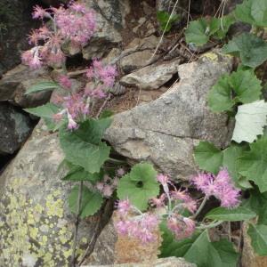 Photographie n°254756 du taxon Adenostyles leucophylla (Willd.) Rchb. [1831]