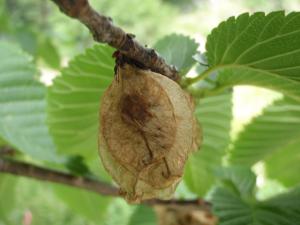 Genevieve Botti, le 11 juillet 2014 (Italie (Vallee di Valasco))