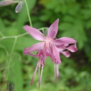 Photographie n°254785 du taxon Prenanthes purpurea L. [1753]