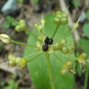 Photographie n°254794 du taxon Allium ursinum L. [1753]