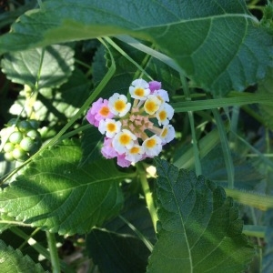 Photographie n°254836 du taxon Lantana camara L. [1753]