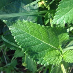 Photographie n°254838 du taxon Lantana camara L. [1753]