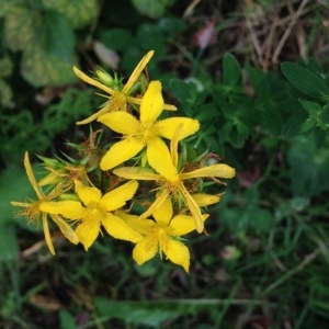 Photographie n°254853 du taxon Hypericum perforatum L. [1753]