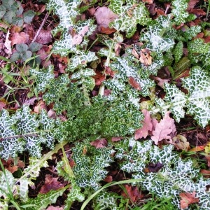 Photographie n°254854 du taxon Silybum marianum (L.) Gaertn. [1791]