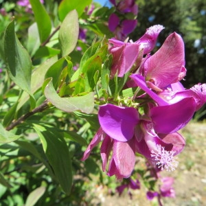 Photographie n°254857 du taxon Polygala myrtifolia L. [1753]