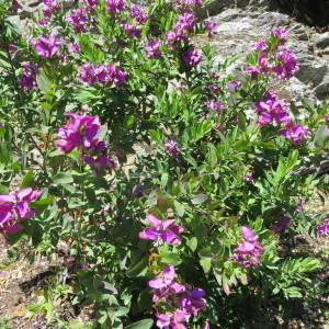 Photographie n°254858 du taxon Polygala myrtifolia L. [1753]