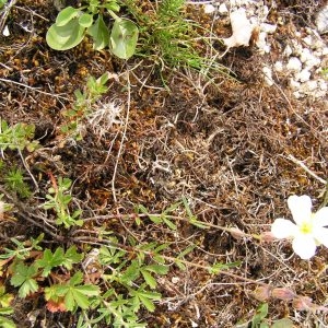 Photographie n°254866 du taxon Helianthemum apenninum subsp. apenninum