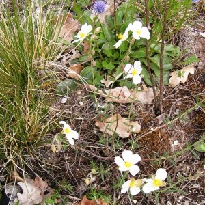 Photographie n°254867 du taxon Helianthemum apenninum subsp. apenninum