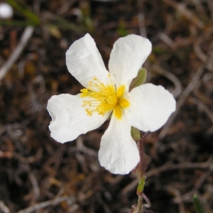 Photographie n°254868 du taxon Helianthemum apenninum subsp. apenninum