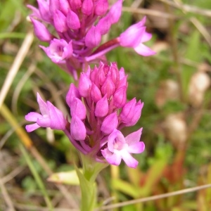 Photographie n°254880 du taxon Anacamptis pyramidalis (L.) Rich. [1817]