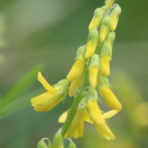 Trigonella altissima (Thuill.) Coulot & Rabaute (Grand Mélilot)
