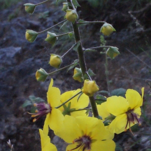 Photographie n°254906 du taxon Verbascum arcturus L. [1753]