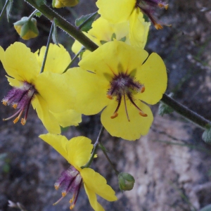 Photographie n°254908 du taxon Verbascum arcturus L. [1753]