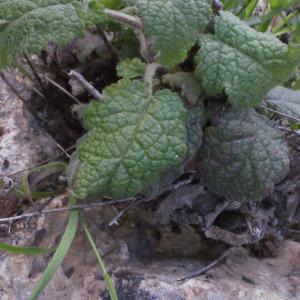 Photographie n°254911 du taxon Verbascum arcturus L. [1753]