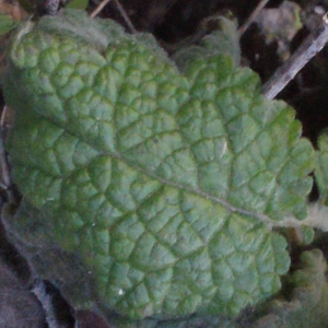 Verbascum arcturus L.