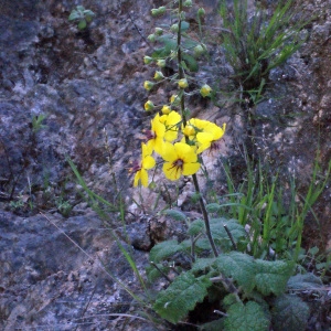 Photographie n°254913 du taxon Verbascum arcturus L. [1753]