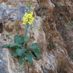  - Verbascum arcturus L. [1753]