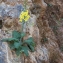  Liliane Roubaudi - Verbascum arcturus L. [1753]