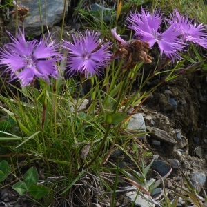 Photographie n°254921 du taxon Dianthus hyssopifolius L.