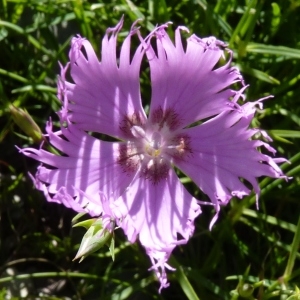 Photographie n°254923 du taxon Dianthus hyssopifolius L.