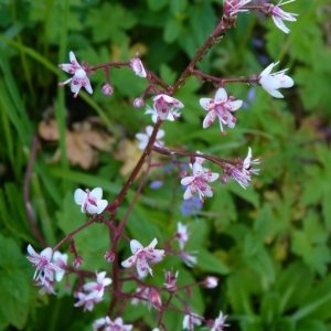 Photographie n°254925 du taxon Saxifraga umbrosa L. [1762]