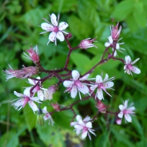 Photographie n°254926 du taxon Saxifraga umbrosa L. [1762]