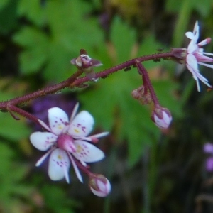 Photographie n°254929 du taxon Saxifraga umbrosa L. [1762]